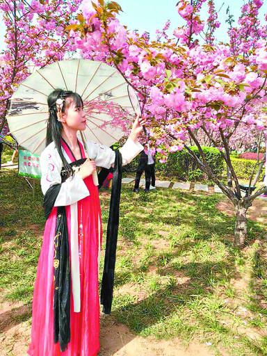 鹤壁汉服美女赏樱花 回眸一笑百媚生